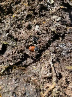 European Dung Beetle thumbnail 2