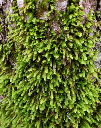 Dwarf Anomodon Moss