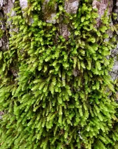 Dwarf Anomodon Moss thumbnail 1