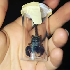 Western Forest Scorpion thumbnail 4