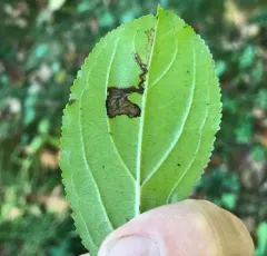 Stigmella rhamnicola thumbnail 3