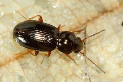 Bembidion obtusum thumbnail 2