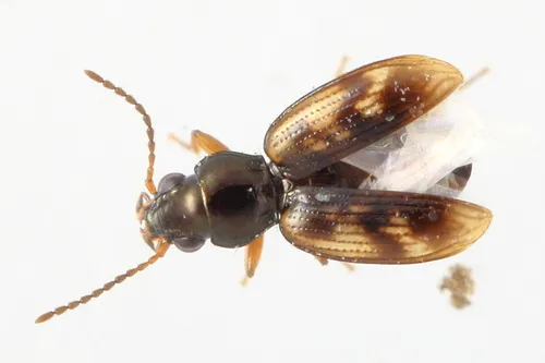 Bembidion versicolor