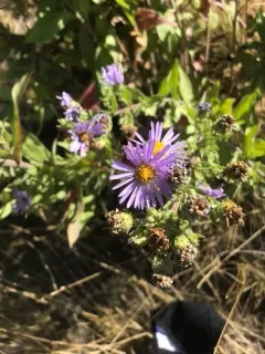 Jessica's Aster thumbnail 3