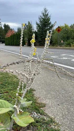Broussa Mullein