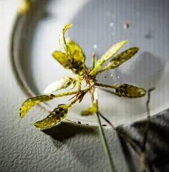 Yellow Flatsedge thumbnail 1