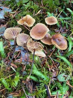 Xeromphalina cornui thumbnail 2
