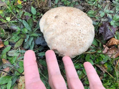 Mosaic puffball