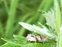 Eucosma youngi thumbnail 2