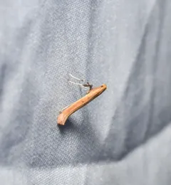 Caloptilia alnicolella thumbnail 3