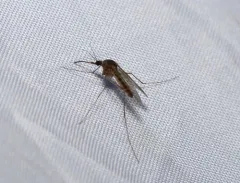 Impatient mosquito thumbnail 3