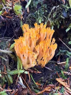 Ramaria cyaneigranosa thumbnail 4