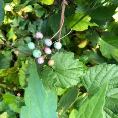 Porcelain Berry thumbnail 3