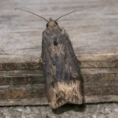 Ipsilon Dart Moth thumbnail 4