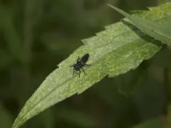 Common Black Laphria thumbnail 2