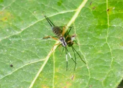Sphelodon phoxopteridis thumbnail 2