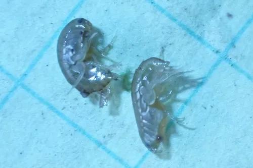 Hyalella dentata