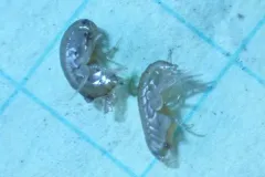 Hyalella dentata thumbnail 1