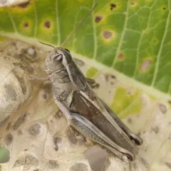 Two-striped Grasshopper thumbnail 4