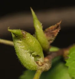 Trioza aylmeriae thumbnail 3