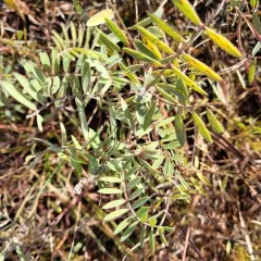 goat's rue thumbnail 2