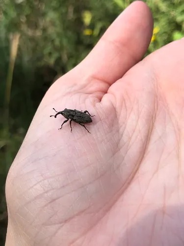 Nutgrass Billbug