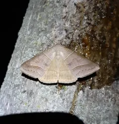 Texas Mocis Moth thumbnail 1