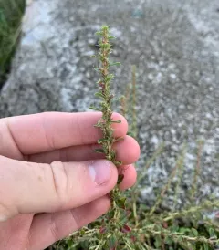 prostrate pigweed thumbnail 3