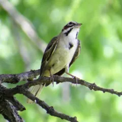 Lark Sparrow thumbnail 2