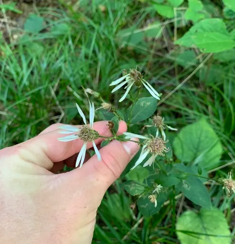 Schreber's Wood Aster