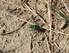 Green Claybank Tiger Beetle thumbnail 2
