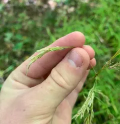 stout wood reed thumbnail 2