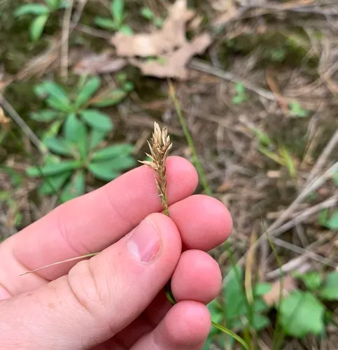 dry land sedge