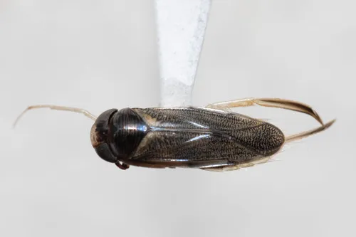 Corisella inscripta