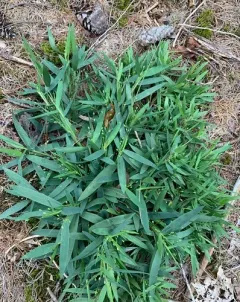 Heller's Rosette Grass thumbnail 2