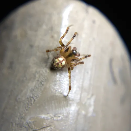 Lattice Orbweaver