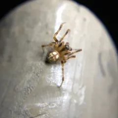 Lattice Orbweaver thumbnail 1