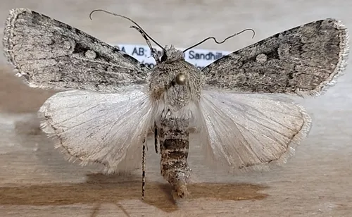 Euxoa pallipennis