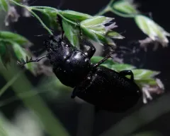Aspen stag beetle (western) thumbnail 3