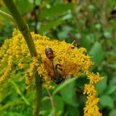 Elegant Grass-carrying Wasp thumbnail 1