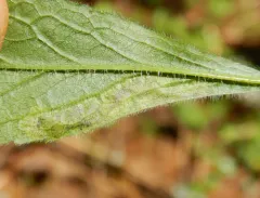 Calycomyza solidaginis thumbnail 3