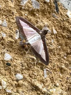 Melonworm Moth thumbnail 2