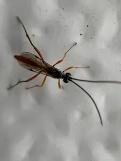 Mesostenus gracilis thumbnail 2