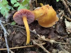 Purple-gilled Waxy Cap thumbnail 3