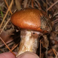 Purple-veiled Slippery Jack thumbnail 2