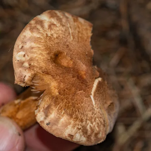 russet scaly tricholoma