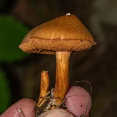 Peppery Bolete thumbnail 3