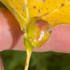 Poplar Leaf-base Gall thumbnail 3
