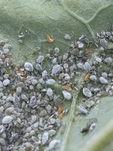 Aphidoletes aphidimyza