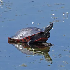Northern Red-bellied Cooter thumbnail 2